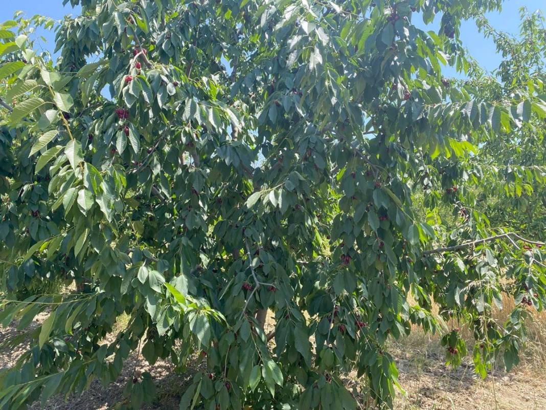 O kentte dağın tepesinde yetişiyor: Kilosu 80 TL! Kan dolaşımını hızlandırıyor, enerji veriyor 6